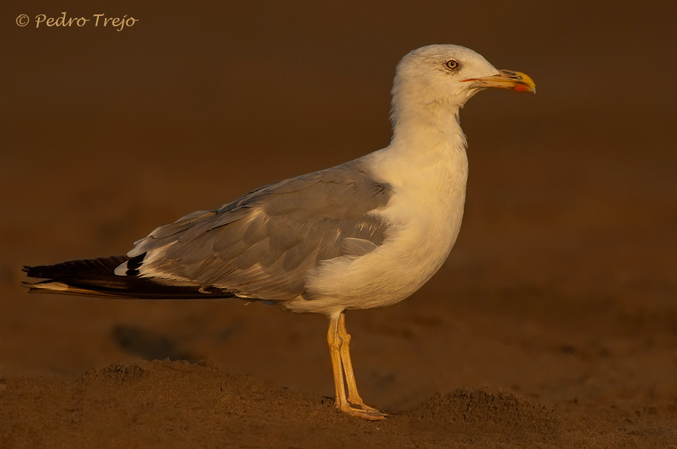 Gaviota patiamarilla (Larus cachinnans)